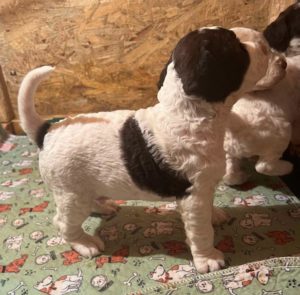 Lagotto romagnolo štenci Slika 9