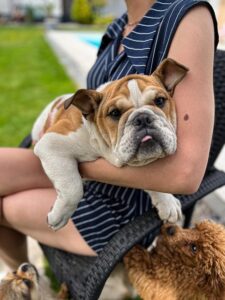 Engleski buldog stene Slika 1 Engleski buldog stene Slika 1