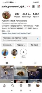 Stenci toy i mini pudle Slika 4 Stenci toy i mini pudle Slika 4