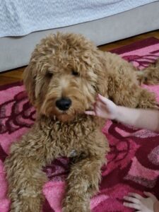 Goldendoodle F1 Slika 8 Goldendoodle F1 Slika 8