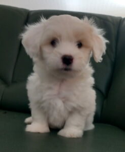 Prodajem štence COTON de TULEAR Slika 2