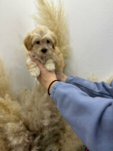 Maltipoo vrhinske genetike Slika 4 Maltipoo vrhinske genetike Slika 4