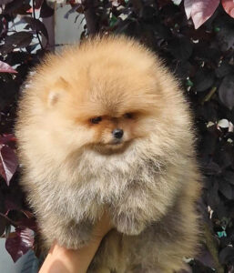 Pomeranac BOO štenci Slika 3 Pomeranac BOO štenci Slika 3