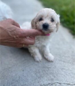 Maltipoo štenci Slika 2