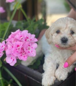 Maltipoo štenci Slika 9
