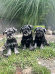 Patuljasti Šnaucer Miniature Schnauzer Slika 1 Patuljasti Šnaucer Miniature Schnauzer Slika 1
