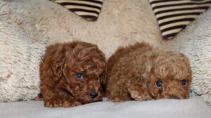 Mini Poodle Slika 2 Mini Poodle Slika 2