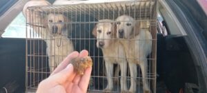 Labrador štenci Slika 5 Labrador štenci Slika 5