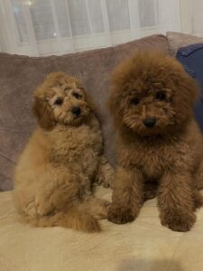 Toj pudla (Toy Poodle) Slika 5 Toj pudla (Toy Poodle) Slika 5