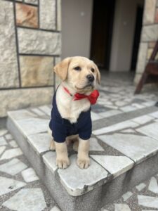 Labrador štenci Slika 2 Labrador štenci Slika 2