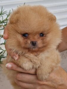 Pomeranac BOO štenci PREPORUKA Slika 3 Pomeranac BOO štenci PREPORUKA Slika 3