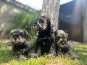 Patuljasti Šnaucer Miniature Schnauzer Slika 4 Patuljasti Šnaucer Miniature Schnauzer Slika 4