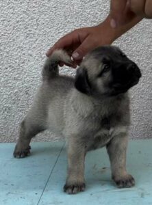 Turski Kangal štenci Slika 3 Turski Kangal štenci Slika 3