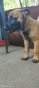 Belgijski ovčar (Malinoa) štenci Slika 4 Belgijski ovčar (Malinoa) štenci Slika 4