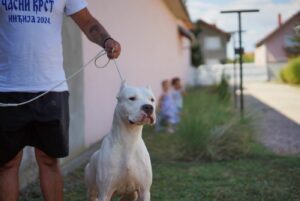 Dogo Argentino zenka Slika 2 Dogo Argentino zenka Slika 2