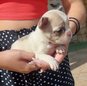 Francuski buldog štenci egzotičnih boja Slika 2 Francuski buldog štenci egzotičnih boja Slika 2