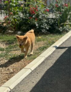 Japanska Akita Inu štenci Slika 1 Japanska Akita Inu štenci Slika 1