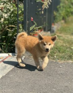 Japanska Akita Inu štenci Slika 2 Japanska Akita Inu štenci Slika 2