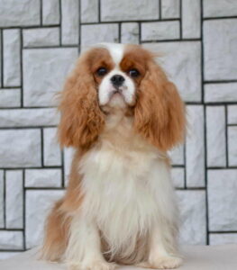 CAVALIER KING CHARLES  spaniel štenci Slika 5