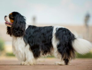 CAVALIER KING CHARLES  spaniel štenci Slika 8