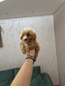Maltipoo bebice Slika 3