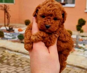 Teddy Bear Toy pudle Slika 1 Teddy Bear Toy pudle Slika 1