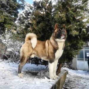 Američka Akita, rezervacija štenaca Slika 7 Američka Akita, rezervacija štenaca Slika 7
