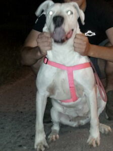 Na prodaju štenci Dogo Argentino Slika 4 Na prodaju štenci Dogo Argentino Slika 4
