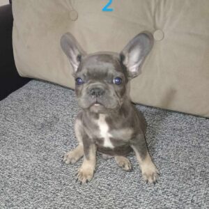 Francuski Buldog stenci Slika 6 Francuski Buldog stenci Slika 6