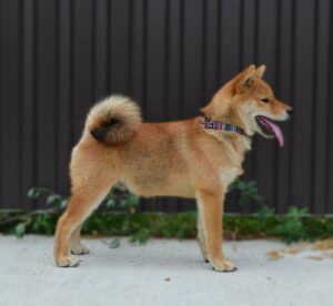 Shiba Inu prelepi štenci Slika 1 Shiba Inu prelepi štenci Slika 1