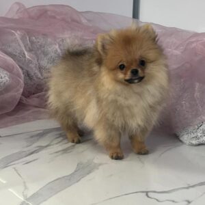 Pomeranac BOO prelepi štenci Slika 8 Pomeranac BOO prelepi štenci Slika 8