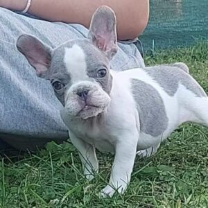 Francuski buldog štenci egzotične plave boje Slika 1 Francuski buldog štenci egzotične plave boje Slika 1