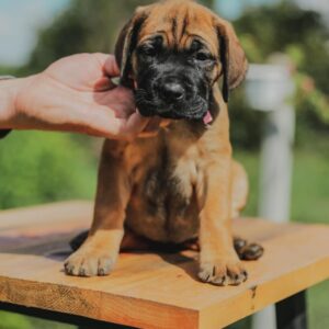 Cane Corso Kane Korso rezervacije Slika 1 Cane Corso Kane Korso rezervacije Slika 1