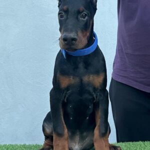 Doberman prelepi štenci Slika 2 Doberman prelepi štenci Slika 2