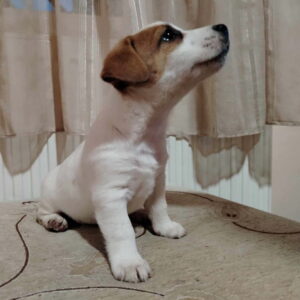 JACK RUSSELL TERIER Tarik i Troja Slika 5