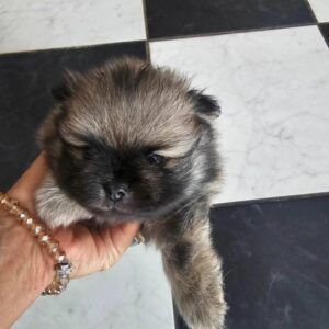 Pomeranac prelep dečak Slika 4 Pomeranac prelep dečak Slika 4
