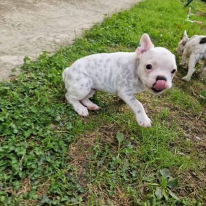 Francuski Buldog prelepi štenci Slika 5 Francuski Buldog prelepi štenci Slika 5