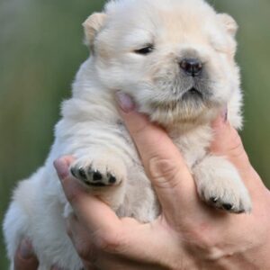 Chow Chow Cau Cau Čau Čau Slika 4 Chow Chow Cau Cau Čau Čau Slika 4