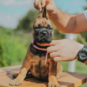 Cane Corso štenci Slika 2 Cane Corso štenci Slika 2