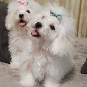 Bichon Bolognese 3 zenska štenca Slika 2