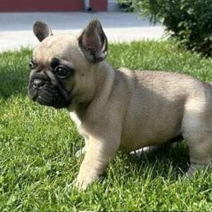 Francuski Buldog PRELEPI štenci Slika 10 Francuski Buldog PRELEPI štenci Slika 10