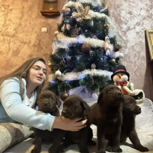 Čokoladni i crni štenci Labrador Retrievera Slika 3 Čokoladni i crni štenci Labrador Retrievera Slika 3