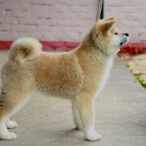 Akita Inu Slika 10 Akita Inu Slika 10