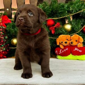 Labrador retriver čokoladni štenci na prodaju Slika 7 Labrador retriver čokoladni štenci na prodaju Slika 7