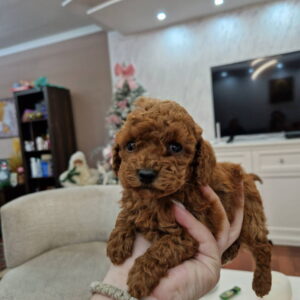 Toy i mini pudlice aprikot i crvene boje Slika 1