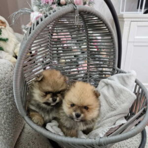 BOO teddy bear pomeranci Slika 4