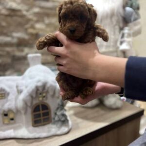 Patuljasta pudla štenci Slika 6 Patuljasta pudla štenci Slika 6