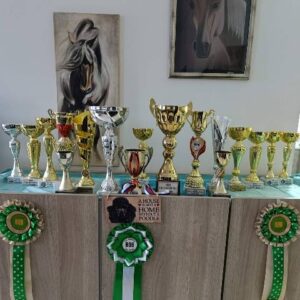 Srednja pudla štenci Slika 7 Srednja pudla štenci Slika 7