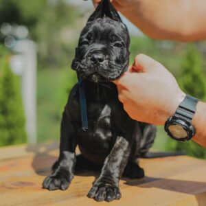 Cane Corso prelepi stenci na prodaju Slika 5 Cane Corso prelepi stenci na prodaju Slika 5