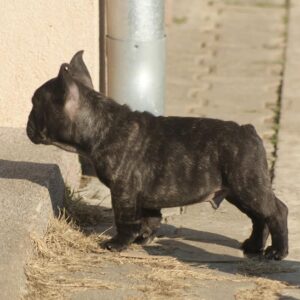 Francuski buldog Slika 1 Francuski buldog Slika 1